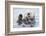 Yesterday I Caught a Fish Thiiis Big! - Otter. Alaska-Roman Golubenko-Framed Photographic Print