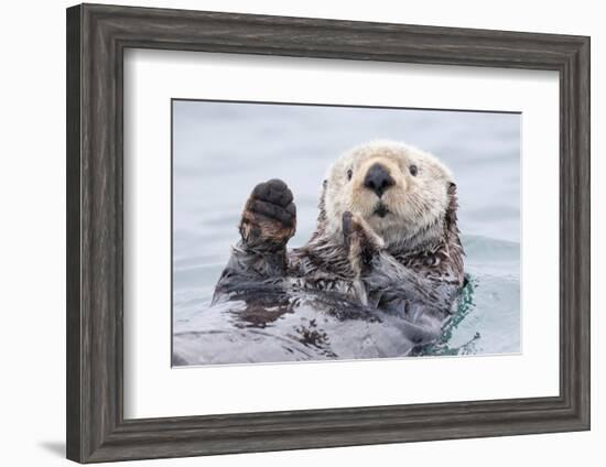 Yesterday I Caught a Fish Thiiis Big! - Otter. Alaska-Roman Golubenko-Framed Photographic Print