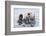 Yesterday I Caught a Fish Thiiis Big! - Otter. Alaska-Roman Golubenko-Framed Photographic Print