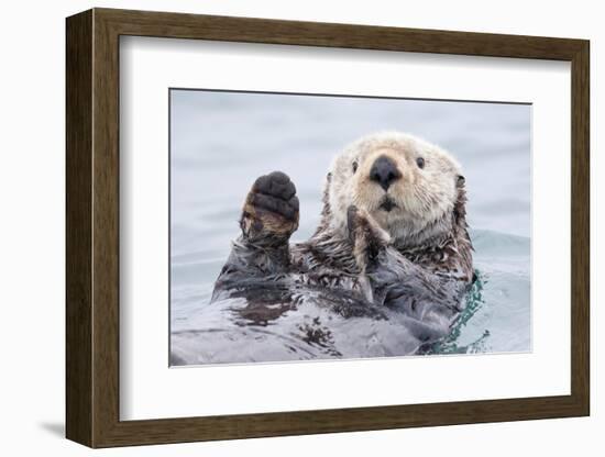 Yesterday I Caught a Fish Thiiis Big! - Otter. Alaska-Roman Golubenko-Framed Photographic Print