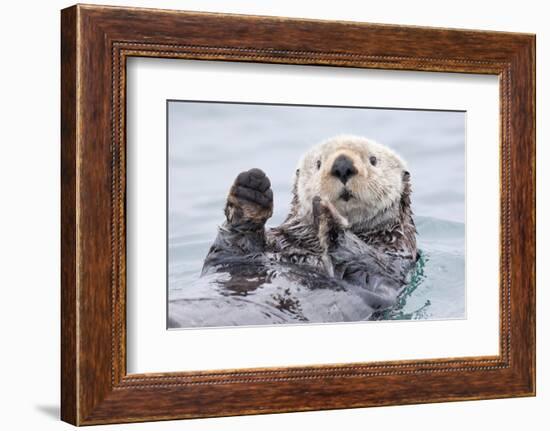 Yesterday I Caught a Fish Thiiis Big! - Otter. Alaska-Roman Golubenko-Framed Photographic Print