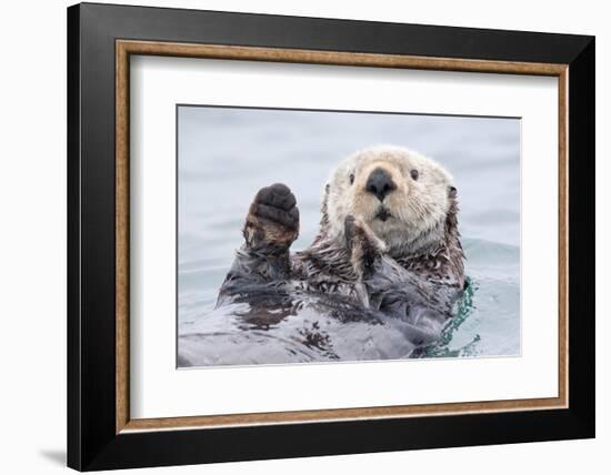 Yesterday I Caught a Fish Thiiis Big! - Otter. Alaska-Roman Golubenko-Framed Photographic Print