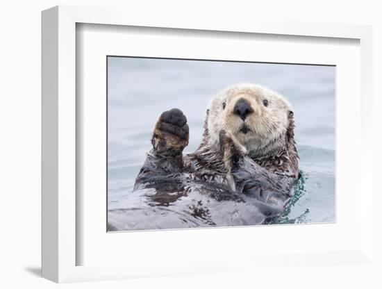 Yesterday I Caught a Fish Thiiis Big! - Otter. Alaska-Roman Golubenko-Framed Photographic Print