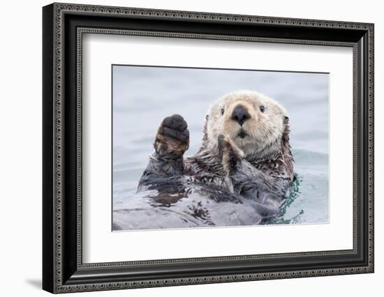 Yesterday I Caught a Fish Thiiis Big! - Otter. Alaska-Roman Golubenko-Framed Photographic Print