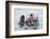 Yesterday I Caught a Fish Thiiis Big! - Otter. Alaska-Roman Golubenko-Framed Photographic Print