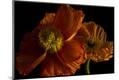 Premium Photographic Print