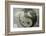 Ying and Yang-Viviane Fedieu Daniel-Framed Photographic Print