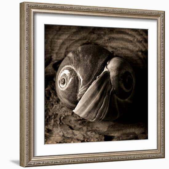 Ying-Yang-Lydia Marano-Framed Photographic Print