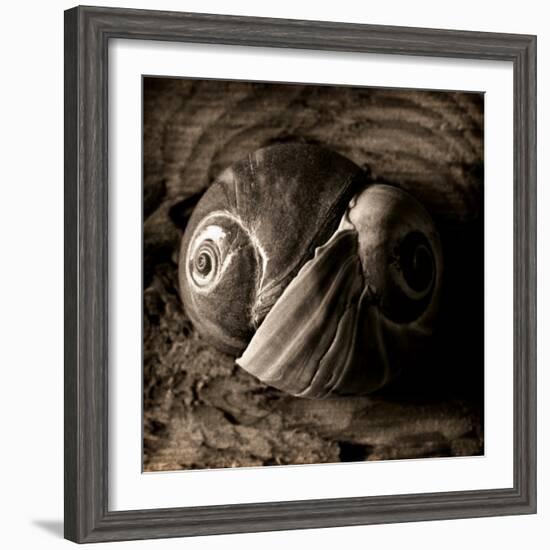 Ying-Yang-Lydia Marano-Framed Photographic Print