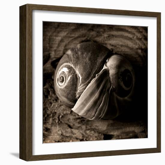 Ying-Yang-Lydia Marano-Framed Photographic Print