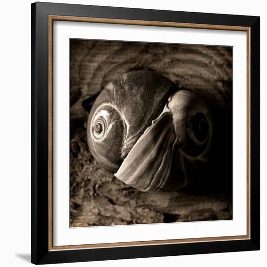 Ying-Yang-Lydia Marano-Framed Photographic Print