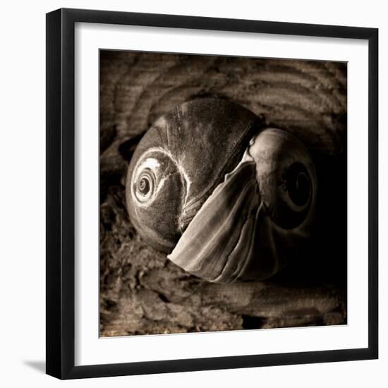 Ying-Yang-Lydia Marano-Framed Photographic Print