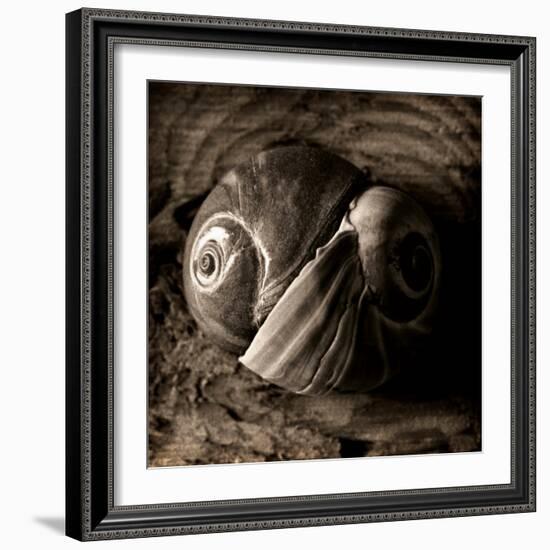 Ying-Yang-Lydia Marano-Framed Photographic Print