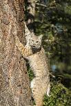 Bobcat profile, climbing tree, Montana-Yitzi Kessock-Photographic Print