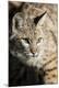 Premium Photographic Print