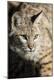 Premium Photographic Print