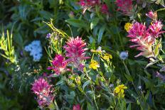 Glacier National Park, Montana. Alpine flower-Yitzi Kessock-Photographic Print