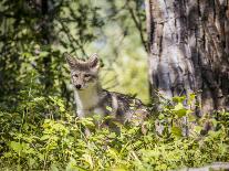 Glacier National Park, Montana. Grey Fox-Yitzi Kessock-Photographic Print