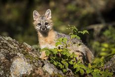 Glacier National Park, Montana. Grey Fox-Yitzi Kessock-Photographic Print