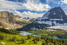 Glacier National Park, Montana. Alpine flower-Yitzi Kessock-Photographic Print