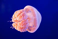 Jellyfish-ymgerman-Premier Image Canvas