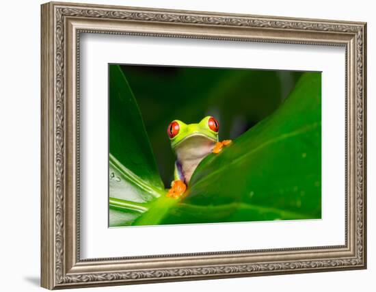 Yo! A Red Eye Tree Frog-Mark Bridger-Framed Photographic Print
