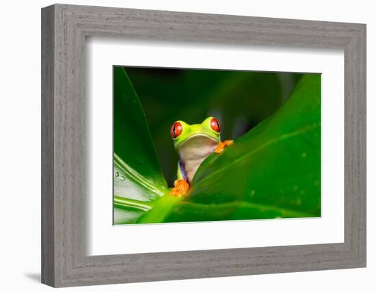 Yo! A Red Eye Tree Frog-Mark Bridger-Framed Photographic Print