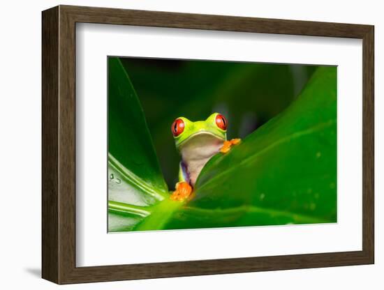 Yo! A Red Eye Tree Frog-Mark Bridger-Framed Photographic Print