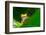 Yo! A Red Eye Tree Frog-Mark Bridger-Framed Photographic Print