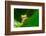 Yo! A Red Eye Tree Frog-Mark Bridger-Framed Photographic Print