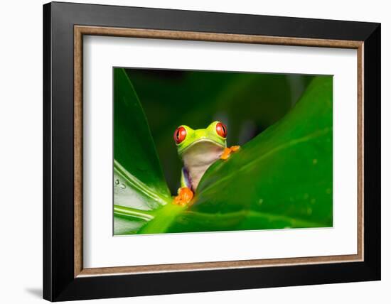 Yo! A Red Eye Tree Frog-Mark Bridger-Framed Photographic Print