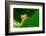 Yo! A Red Eye Tree Frog-Mark Bridger-Framed Photographic Print