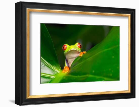 Yo! A Red Eye Tree Frog-Mark Bridger-Framed Photographic Print