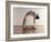 Yoga, Artwork-SCIEPRO-Framed Photographic Print