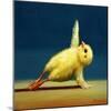 Yoga Chick Side Plank-Lucia Heffernan-Mounted Art Print