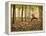 Yoga Practice Among a Rubber Tree Plantation in Chiang Dao, Thaialand-Dan Holz-Framed Premier Image Canvas