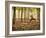 Yoga Practice Among a Rubber Tree Plantation in Chiang Dao, Thaialand-Dan Holz-Framed Photographic Print