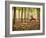 Yoga Practice Among a Rubber Tree Plantation in Chiang Dao, Thaialand-Dan Holz-Framed Photographic Print