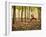 Yoga Practice Among a Rubber Tree Plantation in Chiang Dao, Thaialand-Dan Holz-Framed Photographic Print