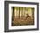 Yoga Practice Among a Rubber Tree Plantation in Chiang Dao, Thaialand-Dan Holz-Framed Photographic Print