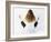 Yoga-Charles Bowman-Framed Photographic Print