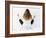 Yoga-Charles Bowman-Framed Photographic Print