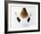 Yoga-Charles Bowman-Framed Photographic Print