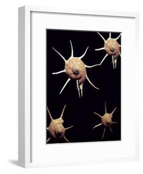 Yoka Star Turban Shell-Dirk Wiersma-Framed Photographic Print