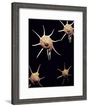 Yoka Star Turban Shell-Dirk Wiersma-Framed Photographic Print