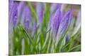 Premium Photographic Print