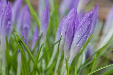 Crocuses Closed Up Between Showers on an Early Spring Day Covered in Water Drops Melted Snow-Yon Marsh-Photographic Print