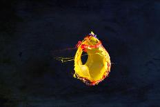 High Speed Flash Capturing Bursting Balloon and Visible Sound Wave Distortions-Yon Marsh-Framed Premier Image Canvas
