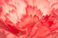 Pink Carnation Flower Petals-Yon Marsh-Framed Photographic Print