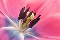 Stamen Anther Style Anatomy of Cultivated Tulip Flower-Yon Marsh-Framed Photographic Print